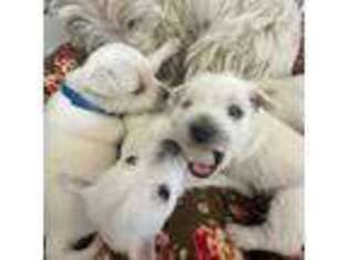 West Highland White Terrier Puppy for sale in Prescott, AZ, USA