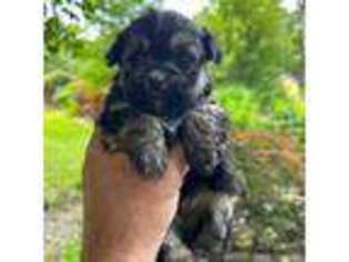 Mutt Puppy for sale in Berlin, CT, USA