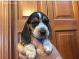 Beagle Puppy for sale in Quilcene, WA, USA