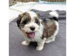 Havanese Puppy for sale in Akron, OH, USA