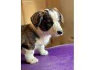 Cardigan Welsh Corgi Puppy for sale in Moyie Springs, ID, USA