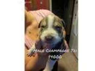 Mutt Puppy for sale in Holland, OH, USA