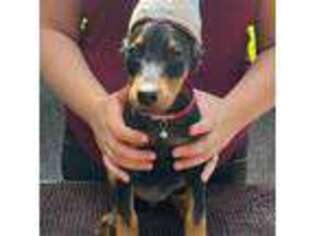 Doberman Pinscher Puppy for sale in Mulliken, MI, USA