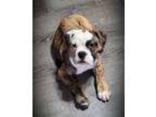 Bulldog Puppy for sale in Collinsville, IL, USA