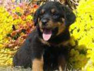German Shepherd Dog Puppy for sale in WEBB CITY, MO, USA