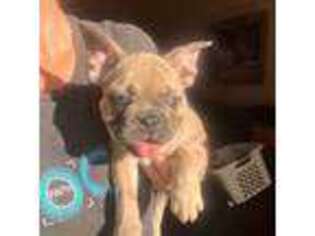 French Bulldog Puppy for sale in Laurel Hill, FL, USA