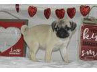 Pug Puppy for sale in Seymour, IA, USA