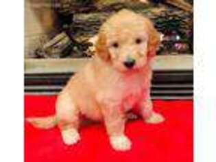 Goldendoodle Puppy for sale in Atlanta, GA, USA