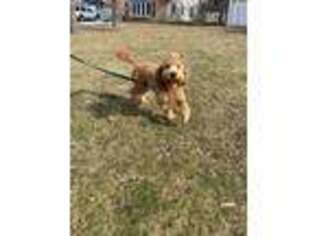 Goldendoodle Puppy for sale in Patchogue, NY, USA