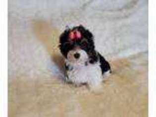 Biewer Terrier Puppy for sale in Wichita, KS, USA