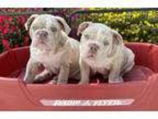 Bulldog Puppy for sale in Wilmington, NC, USA