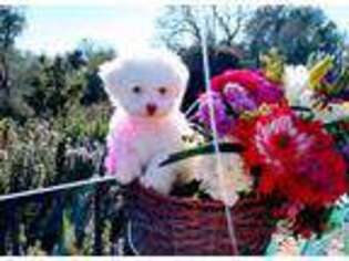 Mutt Puppy for sale in Rocklin, CA, USA