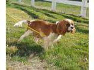 Cavalier King Charles Spaniel Puppy for sale in Folsom, CA, USA