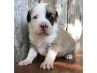 Mutt Puppy for sale in Claremont, NH, USA