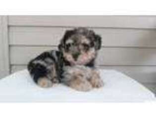 Mutt Puppy for sale in Bethany, IL, USA