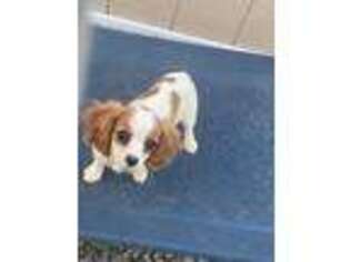 Cavalier King Charles Spaniel Puppy for sale in Axton, VA, USA