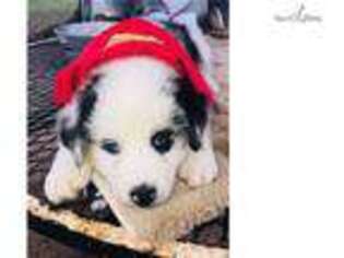 Australian Shepherd Puppy for sale in Beaumont, TX, USA