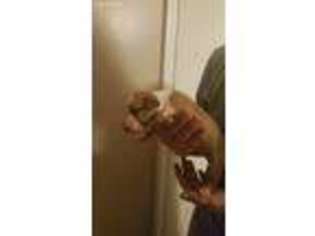 Bull Terrier Puppy for sale in Saint Martinville, LA, USA