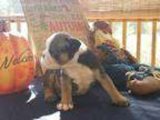 Olde English Bulldogge Puppy for sale in Mechanicsville, MD, USA