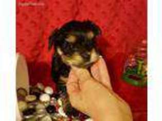 Yorkshire Terrier Puppy for sale in Valley, AL, USA