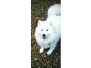 Samoyed Puppy for sale in Saint Johns, MI, USA