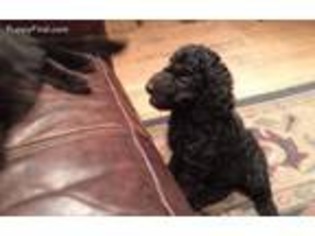 Mutt Puppy for sale in Kingston, MA, USA