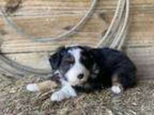 Australian Shepherd Puppy for sale in Mount Pleasant, TX, USA