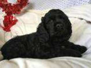 Cocker Spaniel Puppy for sale in Tulare, CA, USA