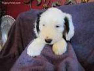 Old English Sheepdog Puppy for sale in Marengo, IL, USA