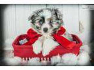 Australian Shepherd Puppy for sale in Canton, OH, USA