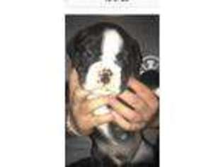 Olde English Bulldogge Puppy for sale in Philadelphia, PA, USA