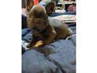 French Bulldog Puppy for sale in Beggs, OK, USA