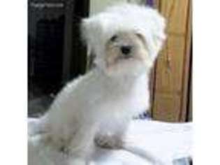 Maltese Puppy for sale in Oroville, CA, USA