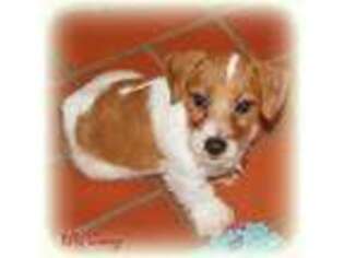 Jack Russell Terrier Puppy for sale in Alexander, AR, USA