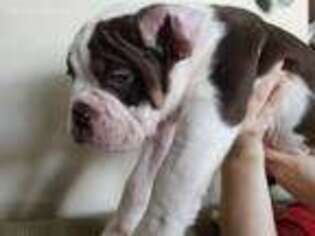 Olde English Bulldogge Puppy for sale in Germantown, NY, USA