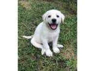 Labrador Retriever Puppy for sale in Winnsboro, LA, USA