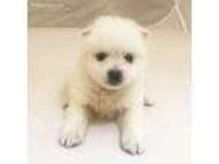 Japanese Spitz Puppy for sale in San Jose, CA, USA