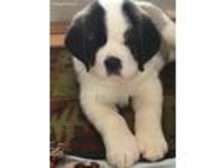 Saint Bernard Puppy for sale in Casper, WY, USA