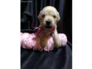Mutt Puppy for sale in Versailles, KY, USA