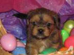 Shorkie Tzu Puppy for sale in GILBERTSVILLE, PA, USA
