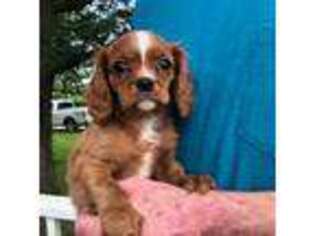 Cavalier King Charles Spaniel Puppy for sale in Decker, MI, USA