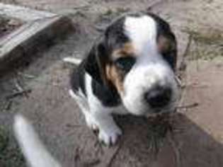 Beagle Puppy for sale in Elizabeth, CO, USA