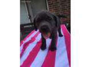 Labrador Retriever Puppy for sale in Cushing, OK, USA