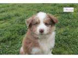 Australian Shepherd Puppy for sale in Fayetteville, AR, USA