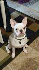 French Bulldog Puppy for sale in Minerva, OH, USA