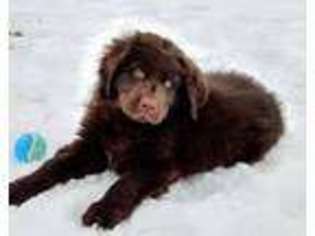 Newfoundland Puppy for sale in State College, PA, USA