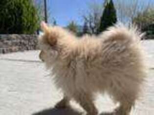 Pomeranian Puppy for sale in Lucerne Valley, CA, USA