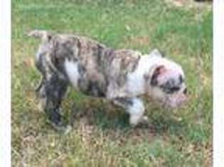 Bulldog Puppy for sale in Savoy, TX, USA