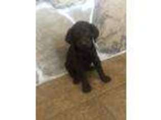 Medium Photo #1 Labradoodle Puppy For Sale in Wylie, TX, USA