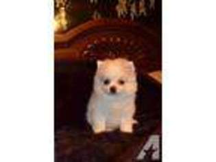 Pomeranian Puppy for sale in ELGIN, TX, USA